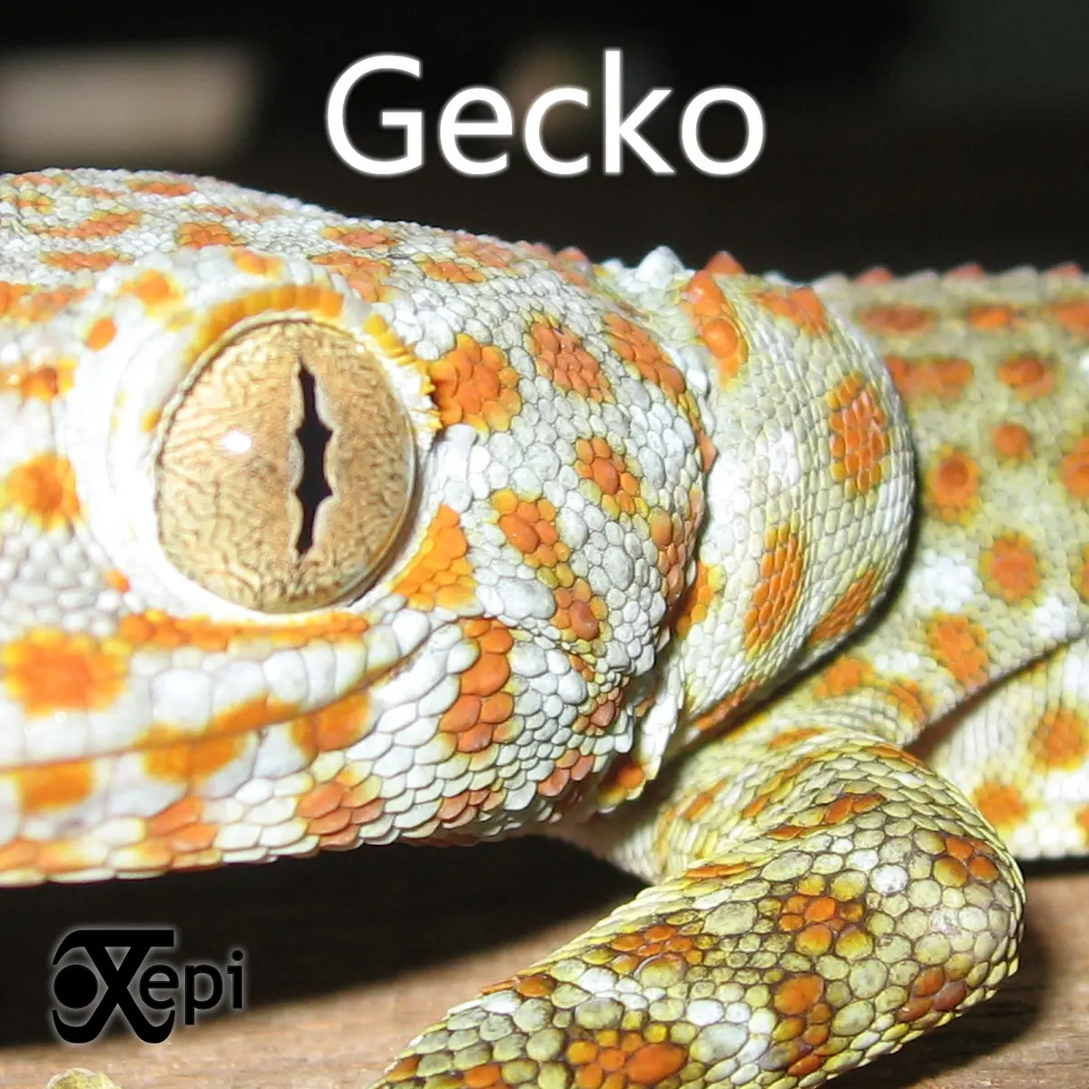 Gecko (2017) - Xepi synthwave album cover artwork